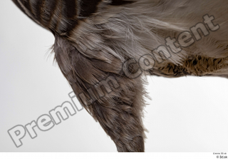 Greater white-fronted goose Anser albifrons leg 0019.jpg